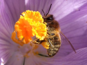 Wisconsin Celebrates Pollinator Week-June 20-26