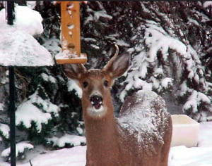 Fall into Winter Gardening