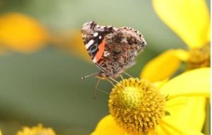 WI Celebrates Pollinator Week June 19-25