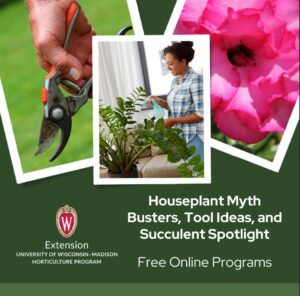 Houseplant Myth Busters, Tool Ideas, and Succulent Spotlight